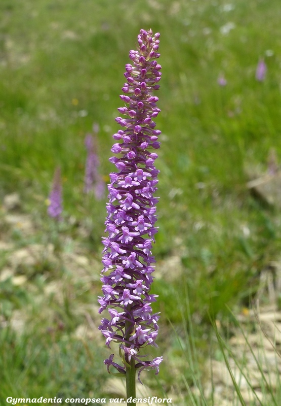Monte Doro e Cima della Laghetta, le orchidee e i loro ambienti - luglio 2025.